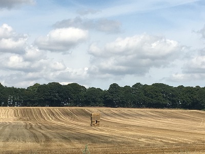 Hay Field