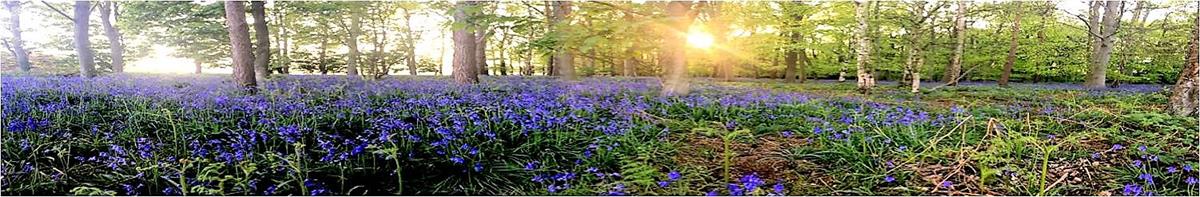 Bluebells in Gateforth Woods